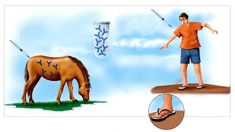 VACINA X SORO O cavalo é inoculado com pequenas doses da toxina tetânica, produzindo os anticorpos específicos.