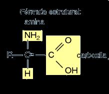 OS AMINOÁCIDOS São compostos químicos formadores das proteínas Quimicamente,