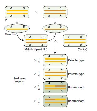 Genes no mesmo cromossomo Quando há ligação entre os genes, a recombinação