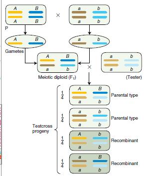 Genes em cromossomos diferentes Por ser segregação independente, a