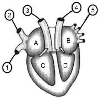 Biologia Avaliação Produtiva 04. Analise o gráfico a seguir. Variação das pressões arteriais sistólica e diastólica (mmhg) de acordo com a idade (anos) de um indivíduo saudável.