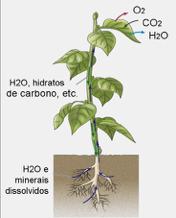 PLANTAS VASCULARES: Plantas evoluídas com sistemas de transporte de substâncias (tecidos especializados) como o