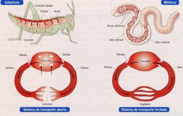 SISTEMAS CIRCULATÓRIOS ABERTOS E