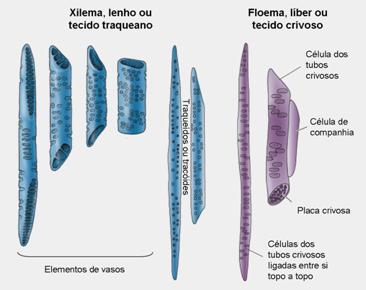 Tecidos condutores XILEMA (tecido traqueano, lenho) Tecido condutor que transporta água e sais minerais da raiz para as folhas;