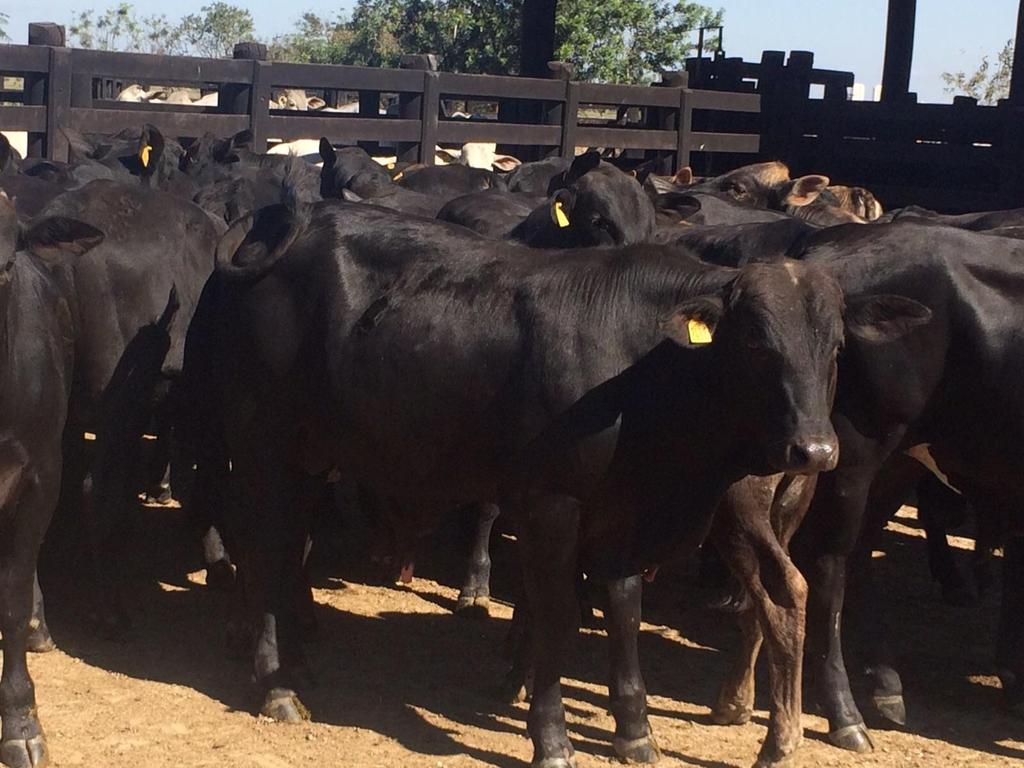 PRODUTIVIDADE 8 MESES ANGUS Machos: 260 Kg Fêmeas: