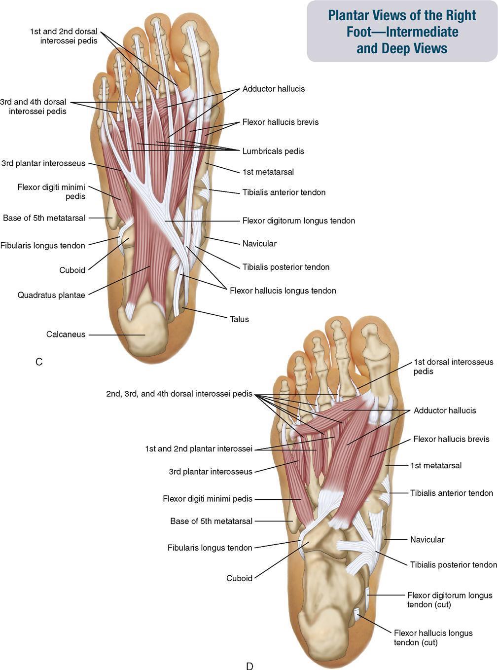 - Consegue-se ativação do tibial posterior através do exercício de short foot; - Com a contração do flexor curto do hallux iremos estimular a ativação do tibial posterior que