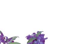 A Amanco Manta Drennáge é resistente e permeável, sendo ideal para drenagem das plantas de vasos e floreiras.