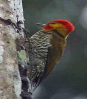 Insectívora Apanha sementes e frutos Ave Granívora Corvo