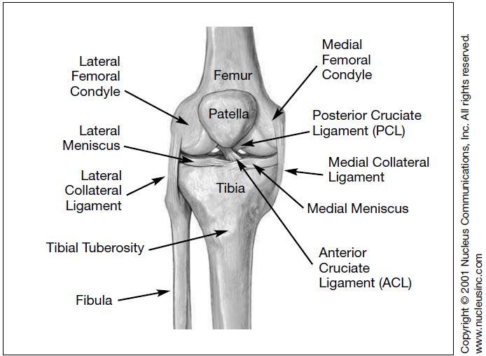 Fig.. Anatomia da articulação do joelho da membro inferior direita, vista anterior [] Fig.