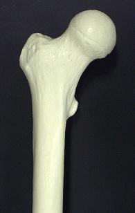 ... Ossos Seguidamente efectua se uma breve descrição e apontam se determinados aspectos dos ossos associados à articulação do joelho.