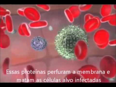 Sistema imunológico em ação Um agente invasor, ao entrar no organismo, gera um mecanismo de defesa, a resposta imune.