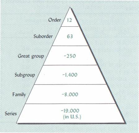 Soil