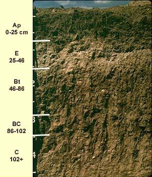 Alfisols Solos minerais que apresentam translocação de argila (argilluviation) e apresentam V >35%;