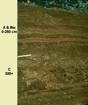 Andisols Solos minerais originados de cinzas vulcânicas e apresentam propriedades andicas (densidade <0.