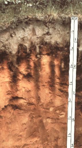 Spodosols Oi A E Bhs Bs1 Bs2 Solos minerais que apresentam translocação de matéria orgânica com Al, ou Fe; apresentam