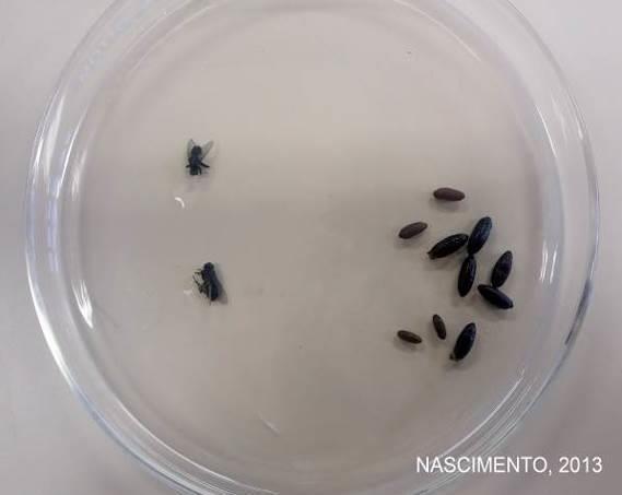 36 4.3 Insetos necrófagos e larvas analisados por