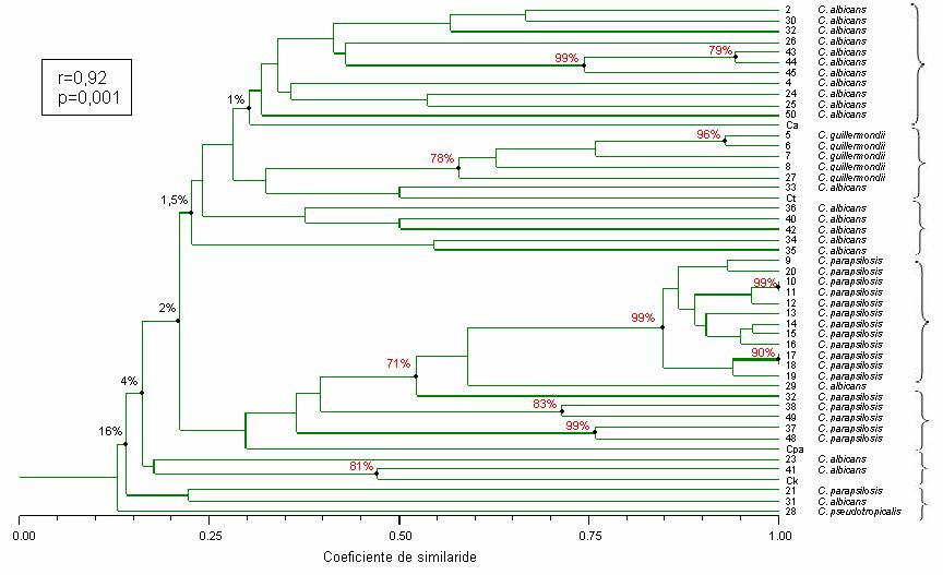 40 Legenda: isolados de Candida spp. (nº 2 a 50), e linhagens referência (Ca = C. albicans, Ck = C. krusei, Cpa = C. parapsilosis, Ct = C. tropicalis).