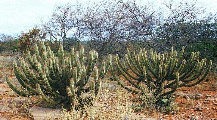 Caatinga presente na região do sertão nordestino (clima semi-árido), caracteriza-se por uma