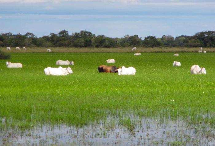 Apesar de sua beleza natural exuberante o bioma vem sendo muito impactado pela ação humana, principalmente pela atividade agropecuária, especialmente nas áreas de planalto adjacentes do bioma.