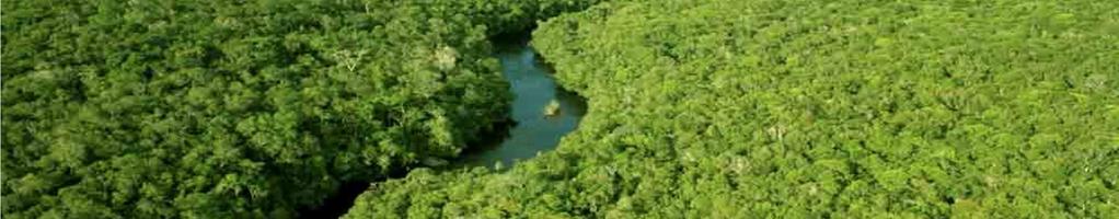 Está presente na região norte (Amazonas, Roraima, Acre, Rondônia, Amapá,