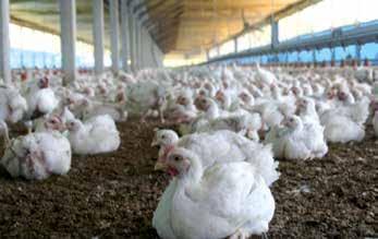 sistema intensivo de produção, com grande densidade de aves alojadas e a alta velocidade do abate.