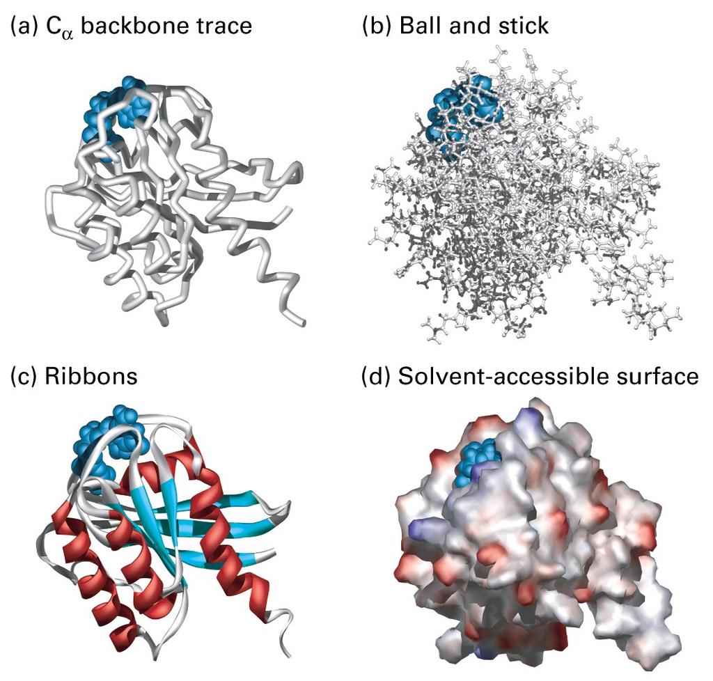 Traço do Cα do esqueleto Esferas e palitos Fitas Superfície acesssível ao solvente Diversas formas de