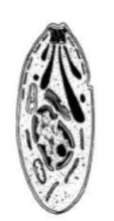 Identifique os tipos de protozoários abaixo. 36) A doença de Chagas provoca, no seu estágio mais avançado, inchaço de alguns órgãos, como o coração e o fígado.