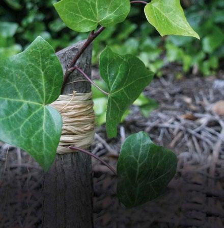 RAPHITIE SYNTRAPHIA SISAL RÁFIA 80 g.