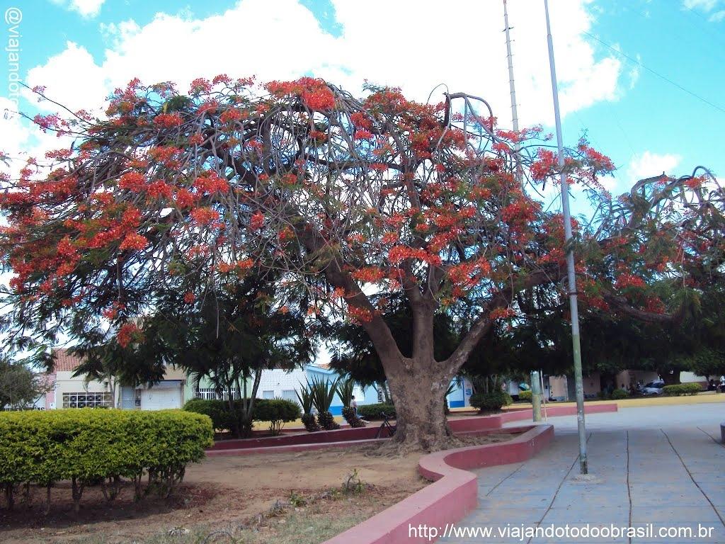 TRINDADE