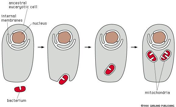 Mitocôndria: origem Células ancestral eucariótica