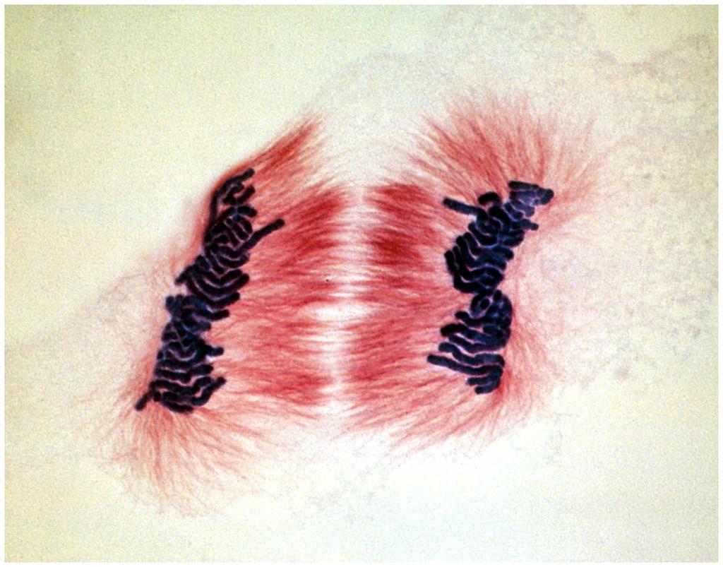 Estágios finais da mitose: microtúbulos corados em vermelho