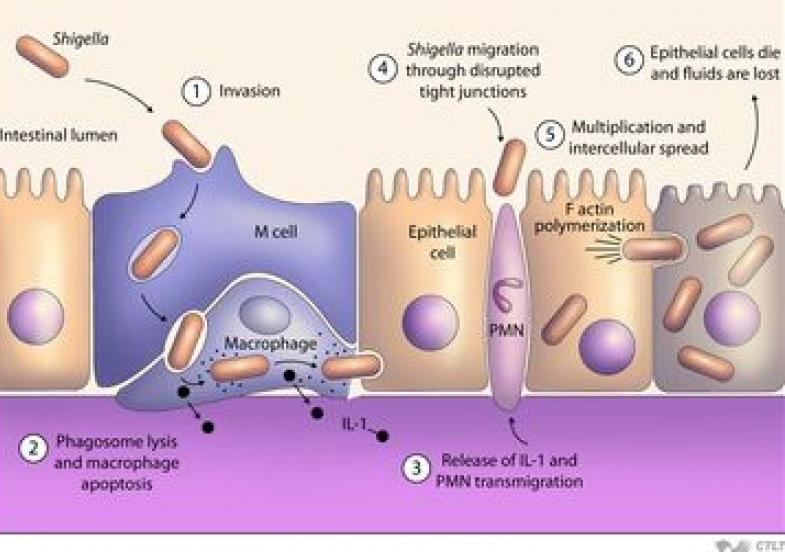 Infeção por Shigella Patogenese Espécies: Sorogroupo A: Shigella dysenteriae (15 sorotipos) Sorogroupo B: Shigella a flexneri (6 i sorot pos) Sorogroupo C: Shigella boydii (20 sorotipos) Sorogroupo