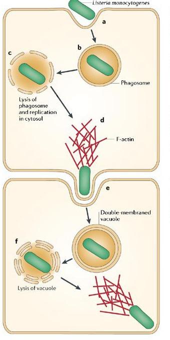 Principais sintomas (7-10 dias) Febre, fadiga, mal estar (sintomas de gripe) Isolamento bacteriológico