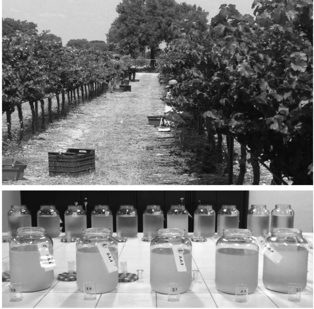 Figure 2: Harvest and winemaking following the method described by Sampaio et al. 2007.