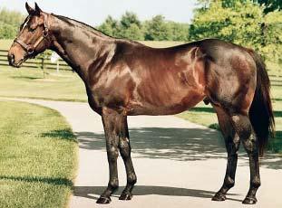 HISTÓRICO DOS REPRODUTORES Geração 2015 CAPE TOWN (USA - 1995) Seeking The Gold x Seaside Attraction (Seattle Slew) 5 vitórias nos Estados Unidos aos 2 e 3 anos, incluindo Florida Derby, G1, 1800m.