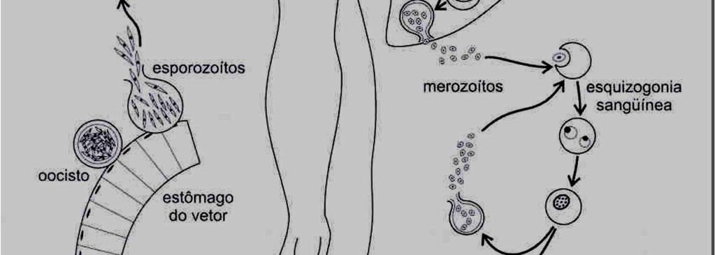 citoplasma resultando individuos