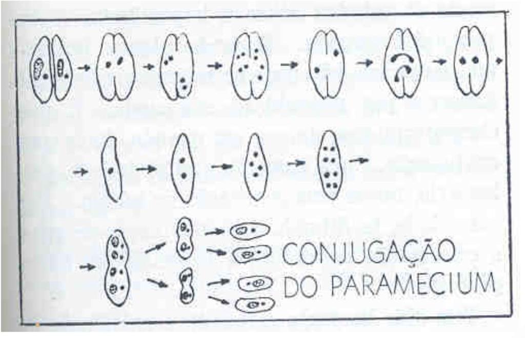 1. Reprodução SEXUADA: a) conjugação (união temporária