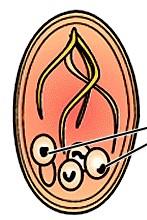 Protozoários trofozoíto cisto Características Microrganismos eucarióticos. Geralmente unicelulares.