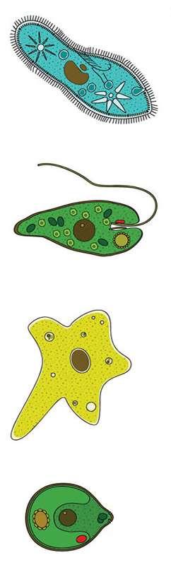 Protozoários Classificação Reino Protista. Divididos em quatro grupos de acordo com seu meio de locomoção: Ciliados Flagelados 1.