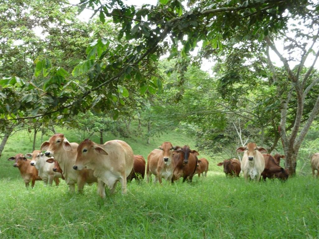 O PROJETO BUSCOU Enfoques silvopastoriles integrados para el manejo de ecosistemas Avaliar o potencial de sistemas silvipastoris intensivos Global e Local Serviços Ambientais