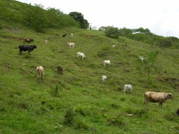 silvopastoral systems Forests 0 1 8 9 21,7 22,4 Mixed fodder banks