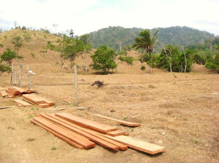 silvipastoris: Ferramenta para a reabilitação de áreas