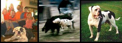 (d) Com a sua família (e) Caçando javalis selvagens (f) Exposição de beleza Perfil do Proprietário Buldogues americano são cães de grande robustês, temperamento equilibrado, e de tamanho considerado