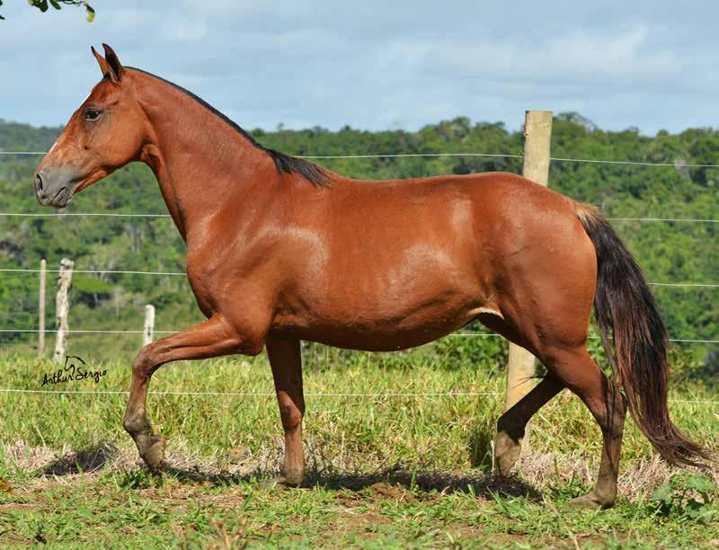 Égua bela, muito estruturada, confirmada na reprodução, genética Herdade