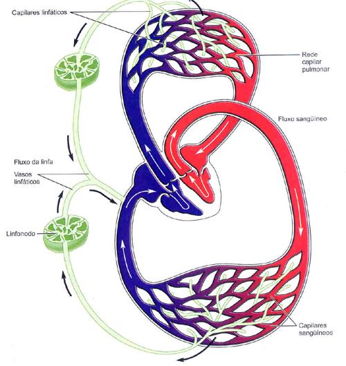 Sistema linfático A. Os linfonodos formam uma rede que drena e filtra os fluidos derivados do sangue nos espaços teciduais. B. O sistema linfático é controlado pela pressão sanguínea.
