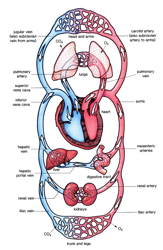 condutoras circulação pulmonar circulação