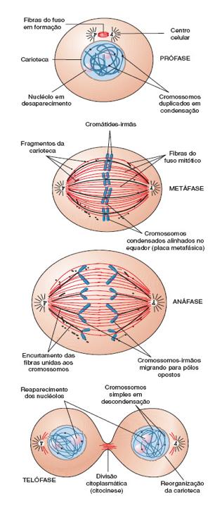 O ciclo celular Mitose É a divisão conhecida como equacional, na qual uma célula divide-se originando duas células com igual ploidia.