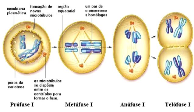 Biologia Divisão Celular Prof.