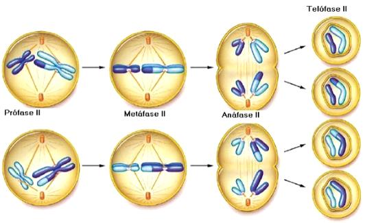 Telófase II Cromossomos se descondensam; reaparecem a carioteca e o nucléolo; desaparecem as fibras do