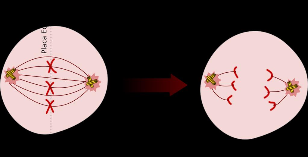 Anáfase Separação das cromátides-irmãs: as cromátides se separam puxadas